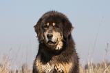 DOGUE DU TIBET 198